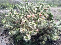 Image of Cylindropuntia imbricata subsp. rosea