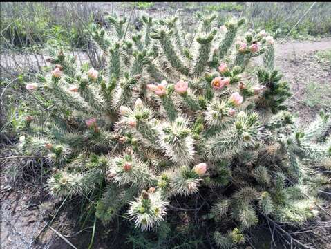 Cylindropuntia imbricata subsp. rosea resmi