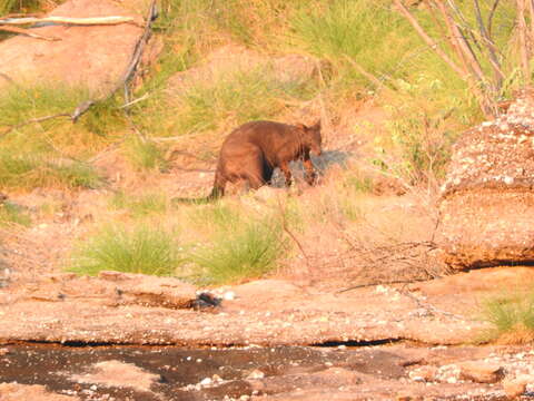 Image of black wallaroo