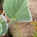 Image of Pelargonium ovale subsp. hyalinum L. Hugo