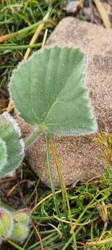 Image of Pelargonium ovale subsp. hyalinum L. Hugo