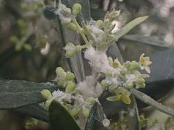 Image of Olive psyllid