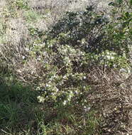 Image of Wahlenbergia thunbergii (Schult.) B. Nord.