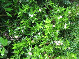 Слика од Ixora vieillardii Guillaumin