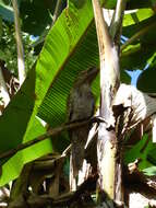 Image of Papuan Frogmouth