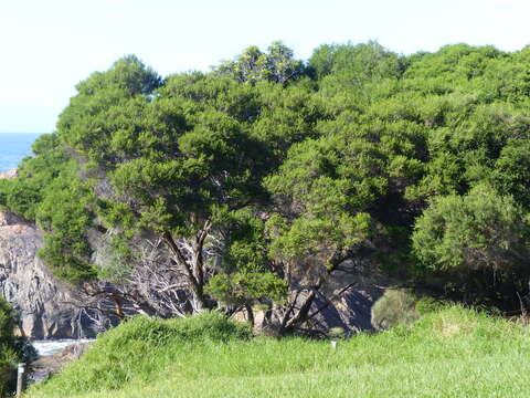 Imagem de Melaleuca armillaris subsp. armillaris