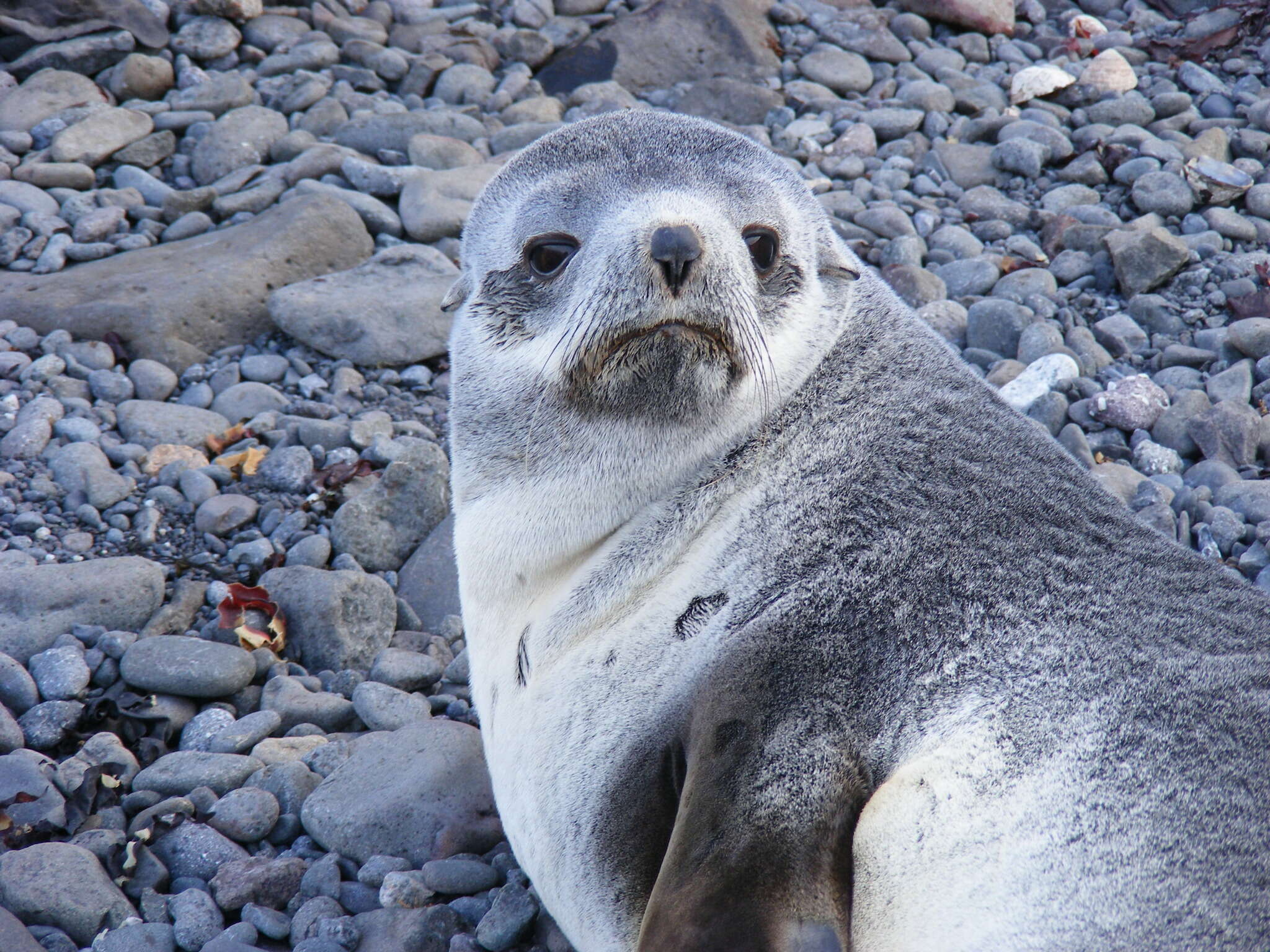 Image of Antarctic Fur Seal