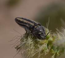 Слика од Acmaeodera pubiventris Horn 1878