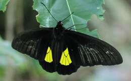 Image de Troides staudingeri (Röber 1888)