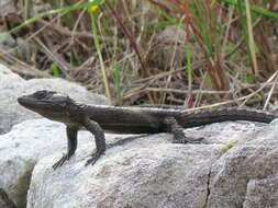 Image of Black girdled lizard