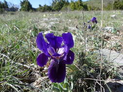 Слика од Iris lutescens Lam.