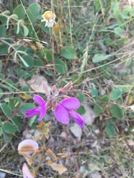 Image of Edwards Plateau hoarypea