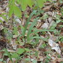 Image of narrowleaf wild leek