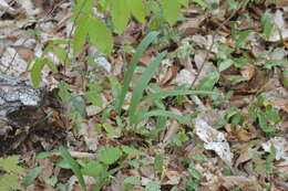 Sivun Allium tricoccum var. burdickii Hanes kuva