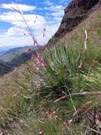 Image of Dierama dracomontanum Hilliard