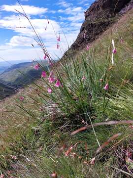 Image of Dierama dracomontanum Hilliard