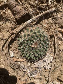 Mammillaria petrophila subsp. baxteriana (H. E. Gates) D. R. Hunt的圖片