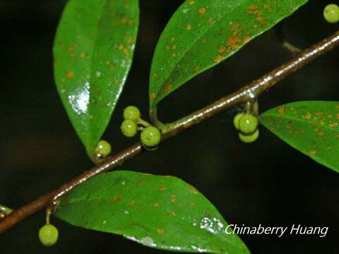 Image de Myrsine stolonifera (Koidz.) E. Walker