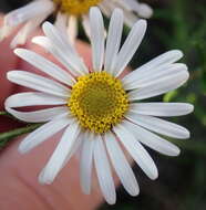 Image of Athrixia heterophylla subsp. heterophylla