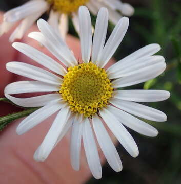 Athrixia heterophylla subsp. heterophylla resmi