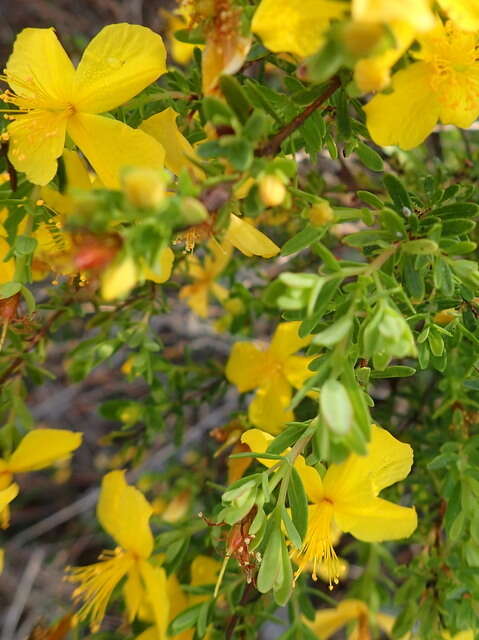 Image of Flatwoods St. John's-Wort