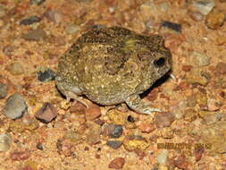 Image of Northern Spadefoot Toad