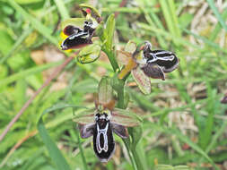 Image of Ophrys cretica subsp. ariadnae (Paulus) H. Kretzschmar