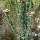 Image of Syncarpha milleflora (L. fil.) B. Nord.