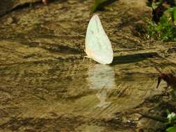 Image of Large Orange Sulphur