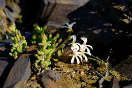 Image of Pelargonium nervifolium Jacq.