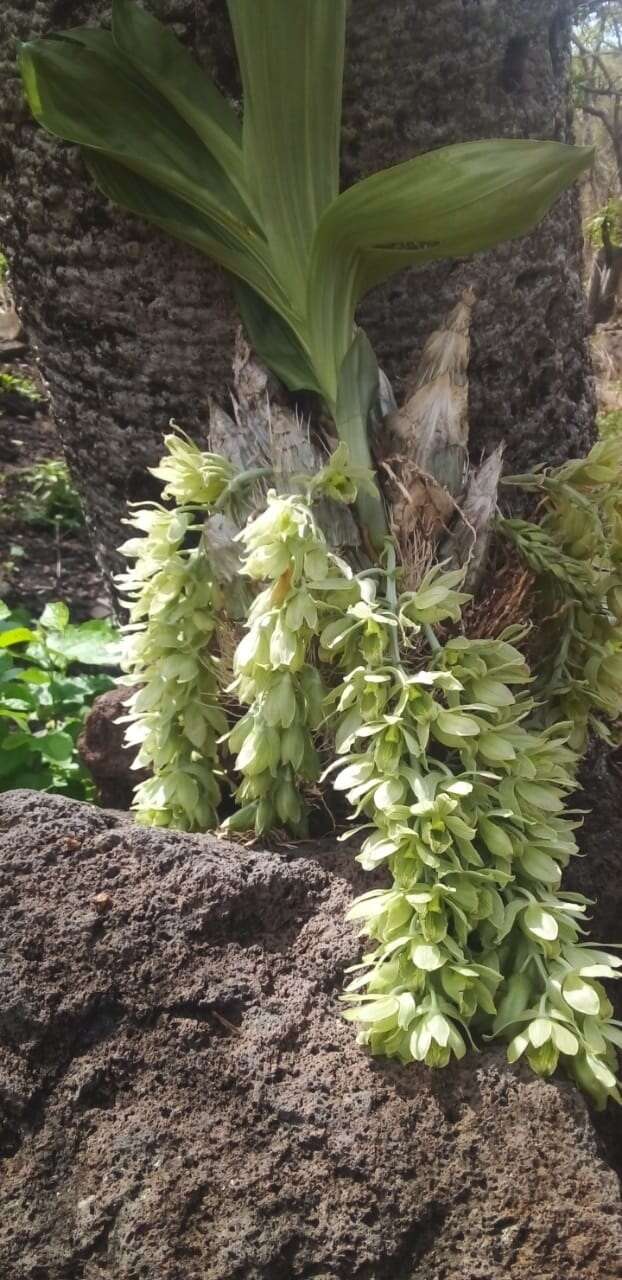 Image of Clowesia dodsoniana E. Aguirre