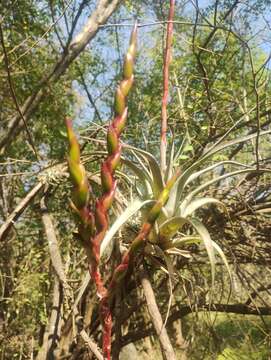 Imagem de Tillandsia makoyana Baker