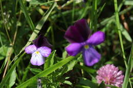 Image of Viola disjuncta W. Becker