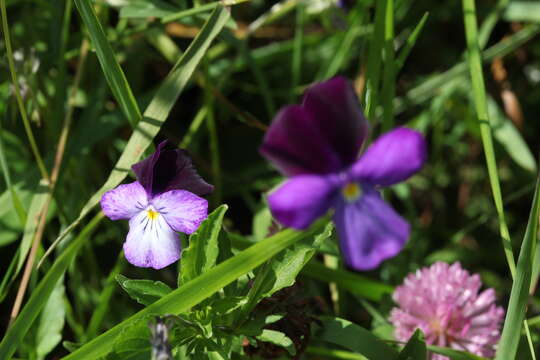 Image de Viola disjuncta W. Becker