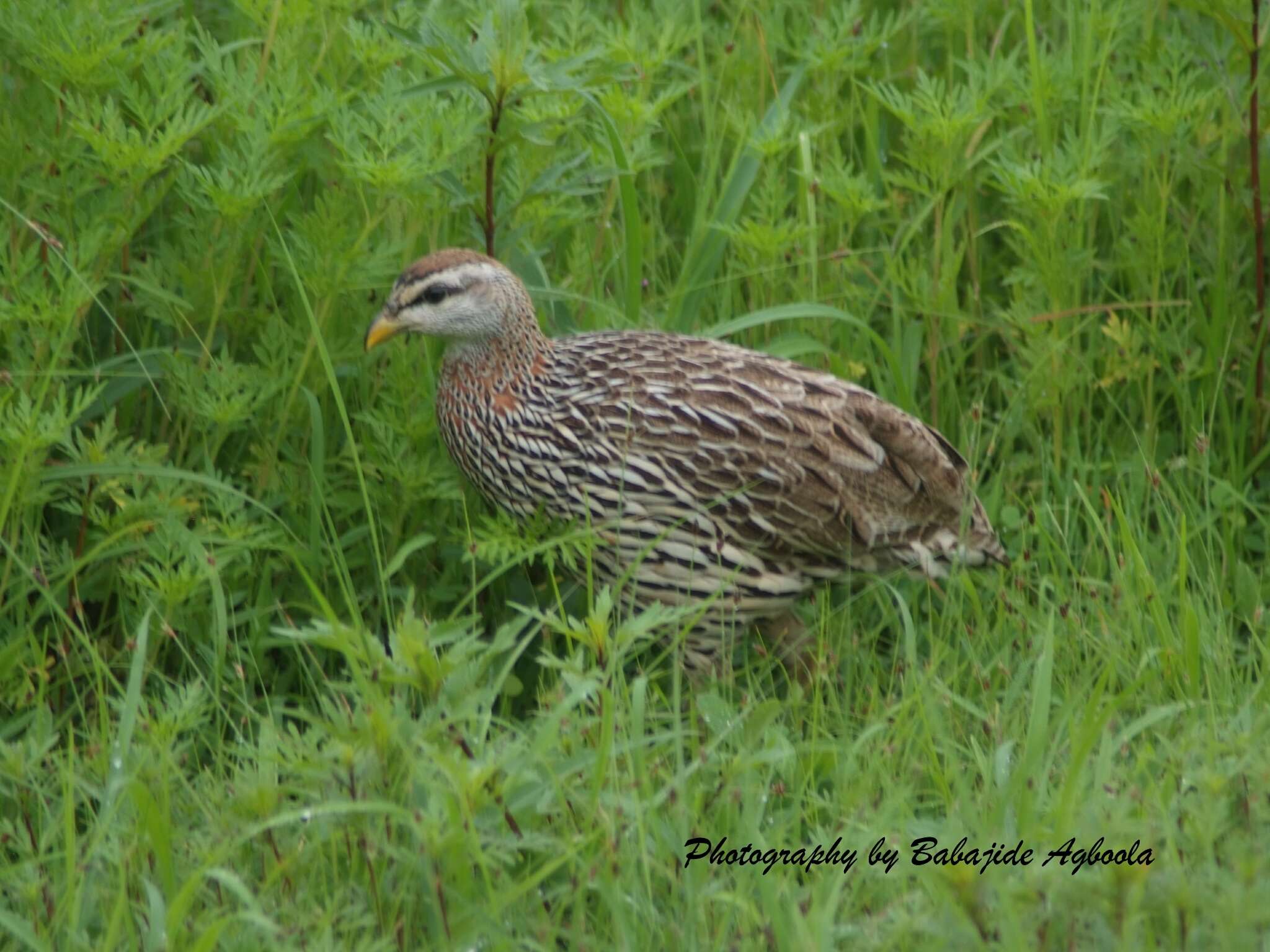 Image of Double-spurred Francolin