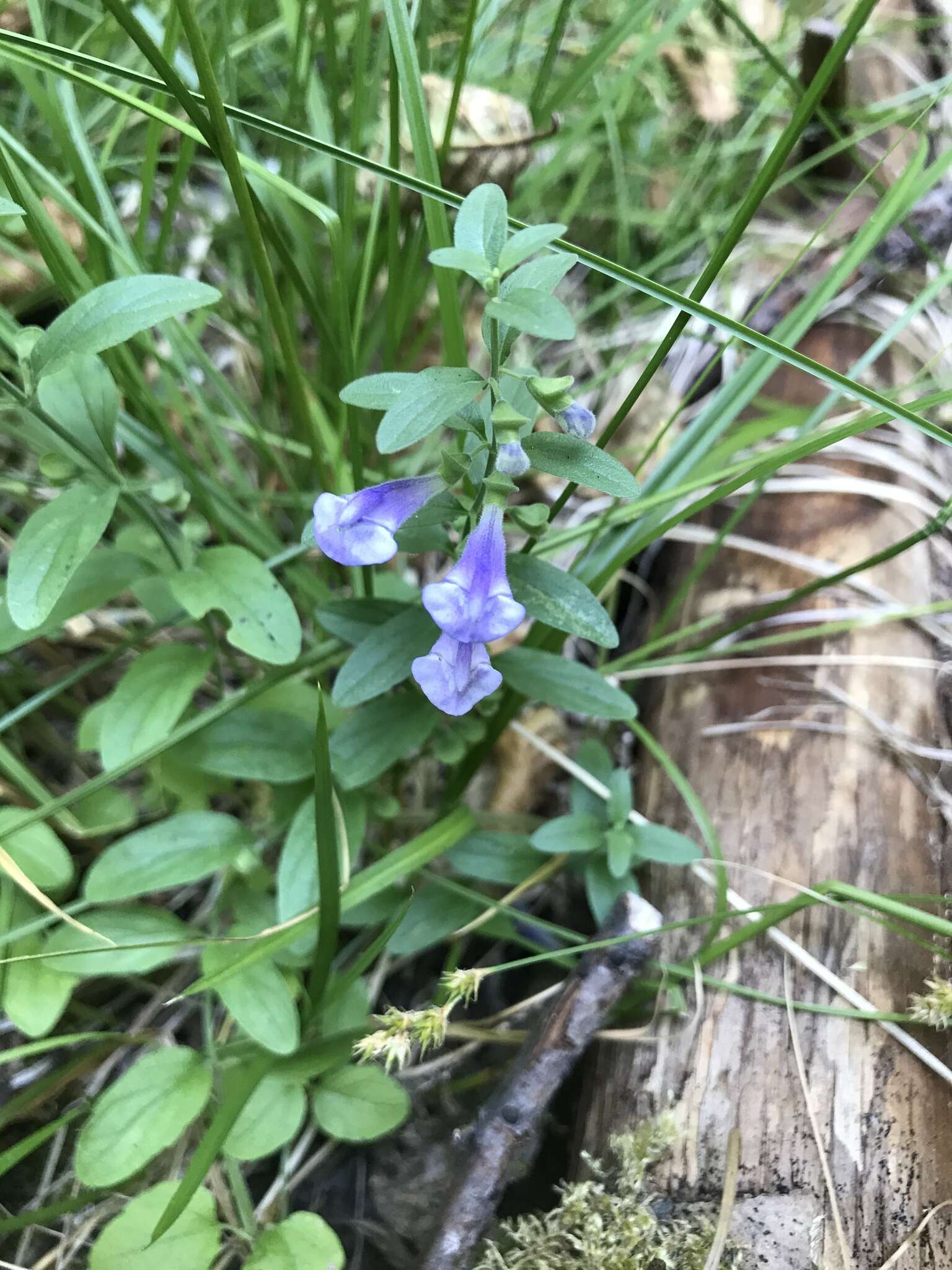 Sivun Scutellaria antirrhinoides Benth. kuva