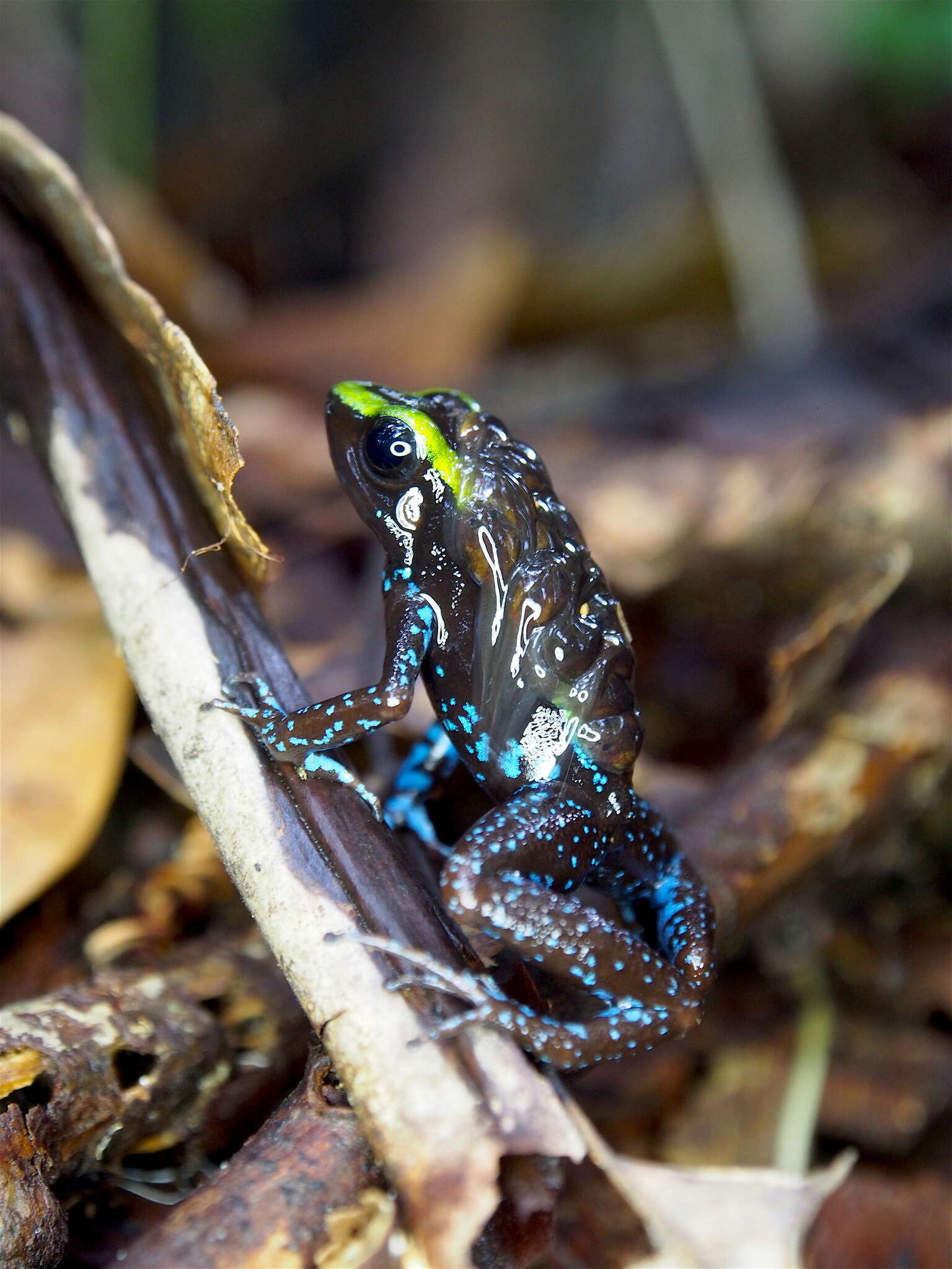 Image of Kokoe Poison Frog