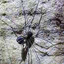 Image of Forsteropsalis bona