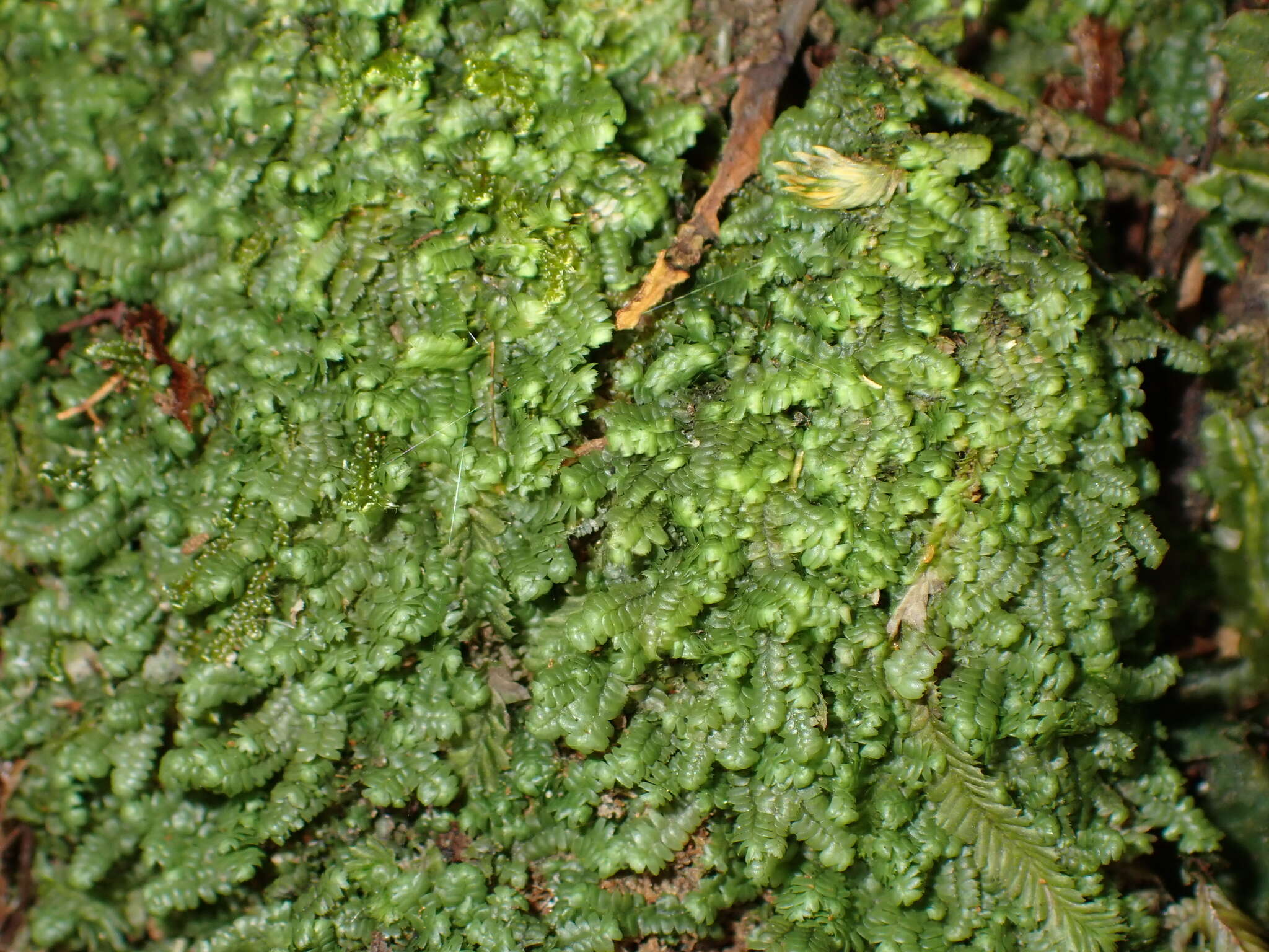 Image of Bazzania tayloriana (Mitt.) Kuntze