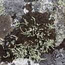 Imagem de Ramalina cuspidata (Ach.) Nyl.