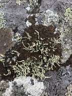 Imagem de Ramalina cuspidata (Ach.) Nyl.