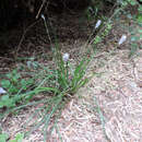 Image of Libertia sessiliflora (Poepp.) Skottsb.