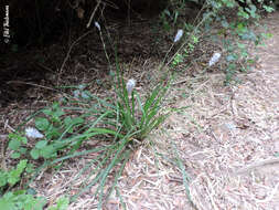 Image of Libertia sessiliflora (Poepp.) Skottsb.