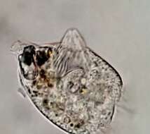 Image of Strobilidium caudatum