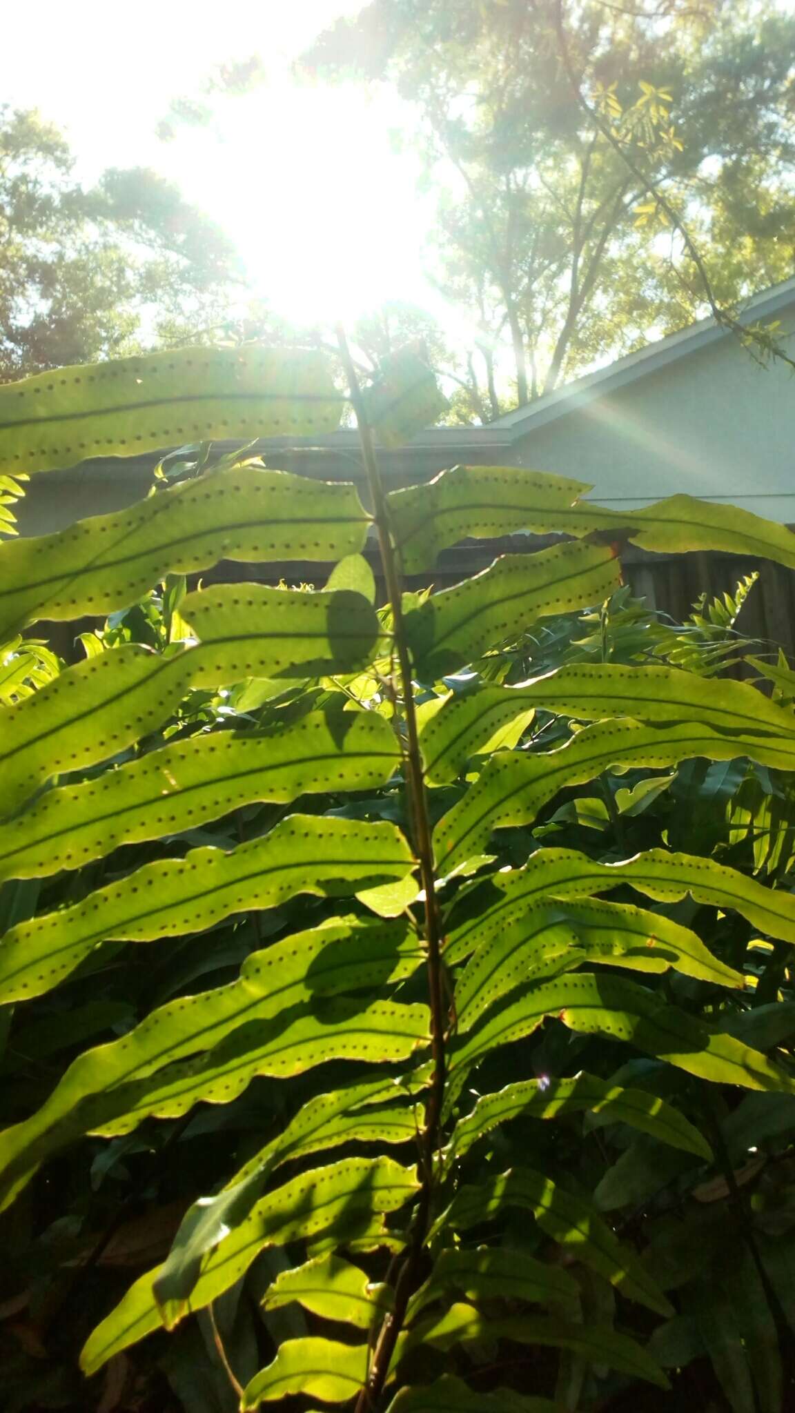 Image of Boston swordfern