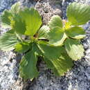 Image of strawberry saxifrage
