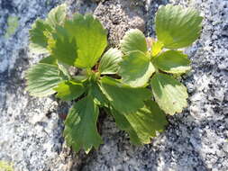 Image of strawberry saxifrage