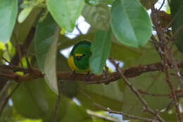 Imagem de Chlorophonia cyanea (Thunberg 1822)