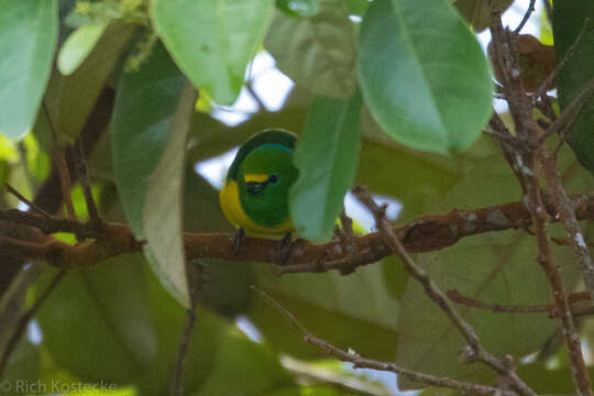 Image of Blue-naped Chlorophonia