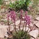 Imagem de Pedicularis contorta var. rubicunda R. N. Reese